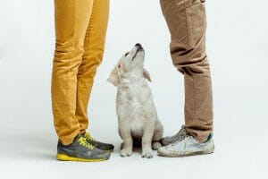 Man and woman fighting over a dog